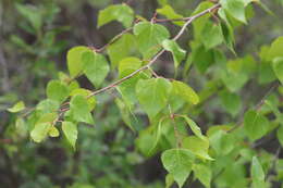 Image of Alaska Paper Birch