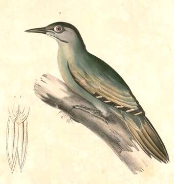 Image of Picus Linnaeus 1758