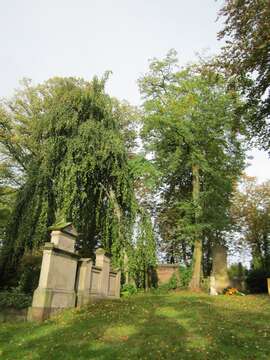 Image of Fagus sylvatica f. pendula