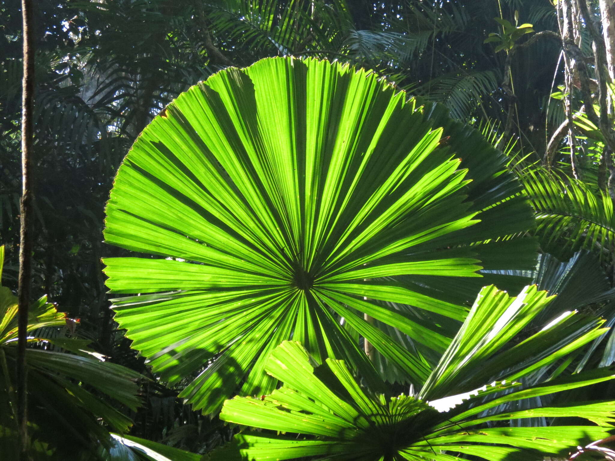 Image of Licuala fan palm