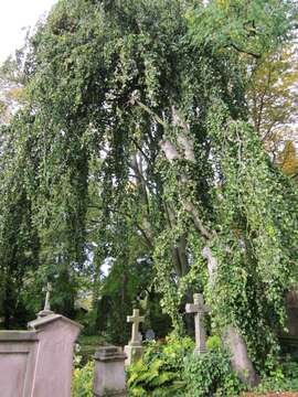 Image of Fagus sylvatica f. pendula