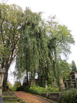 Image of Fagus sylvatica f. pendula