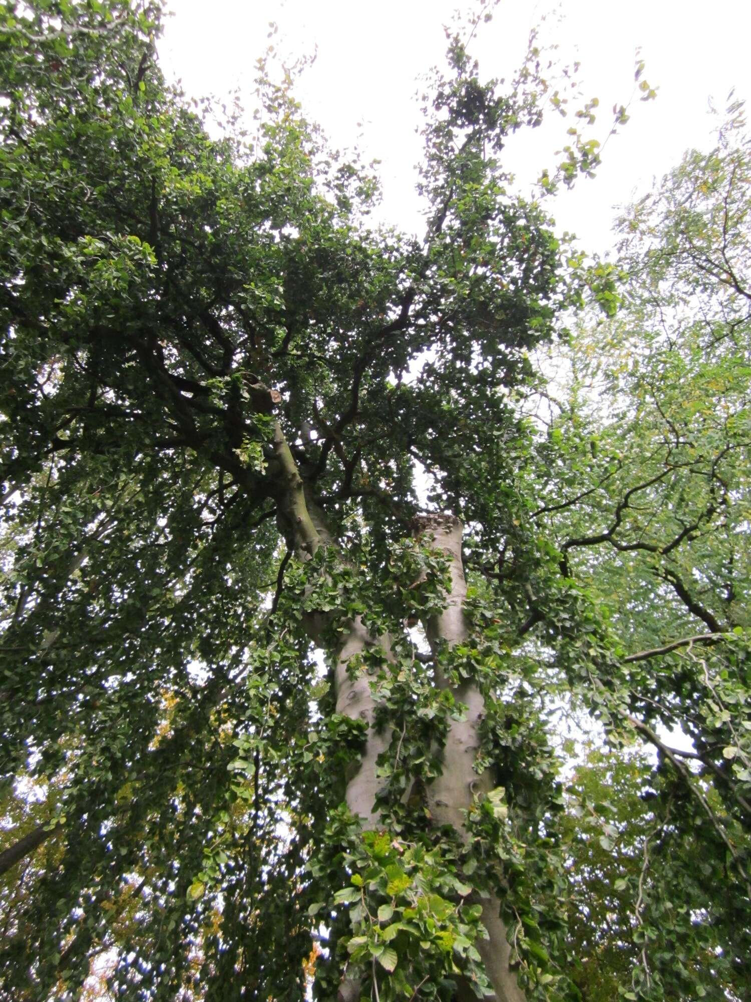 Image of Fagus sylvatica f. pendula