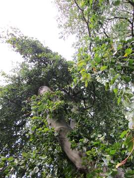 Image of Fagus sylvatica f. pendula