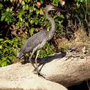 Image of Great-billed Heron