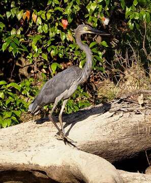 Image of Great-billed Heron