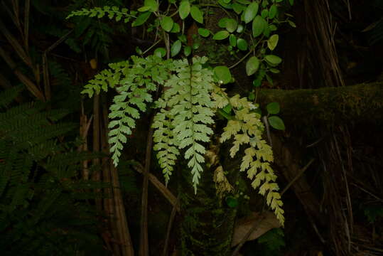 Image of Royal Spleenwort