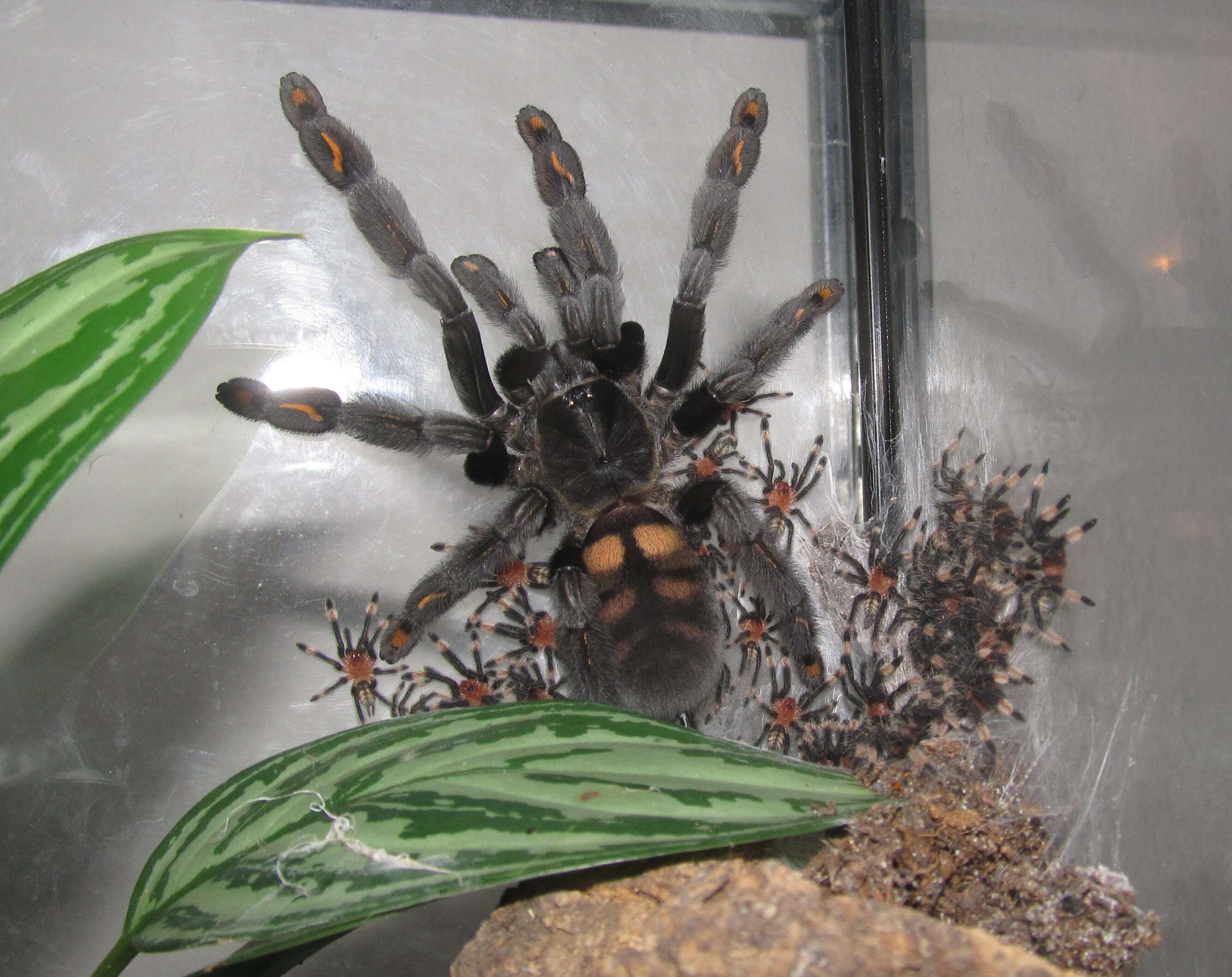 Image de Psalmopoeus irminia Saager 1994