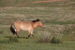 Image of Asian Wild Horse