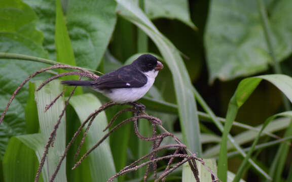 Sporophila leucoptera bicolor (d'Orbigny & Lafresnaye 1837) resmi