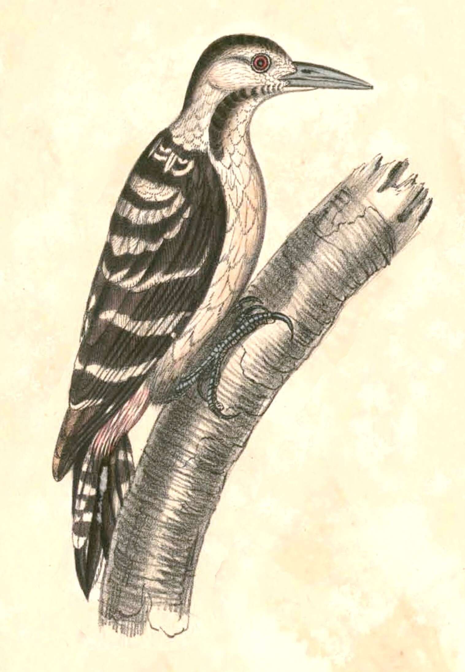 Image of Dendrocopos Koch 1816