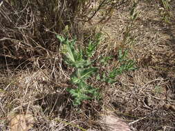 Asclepias crispa Berg.的圖片