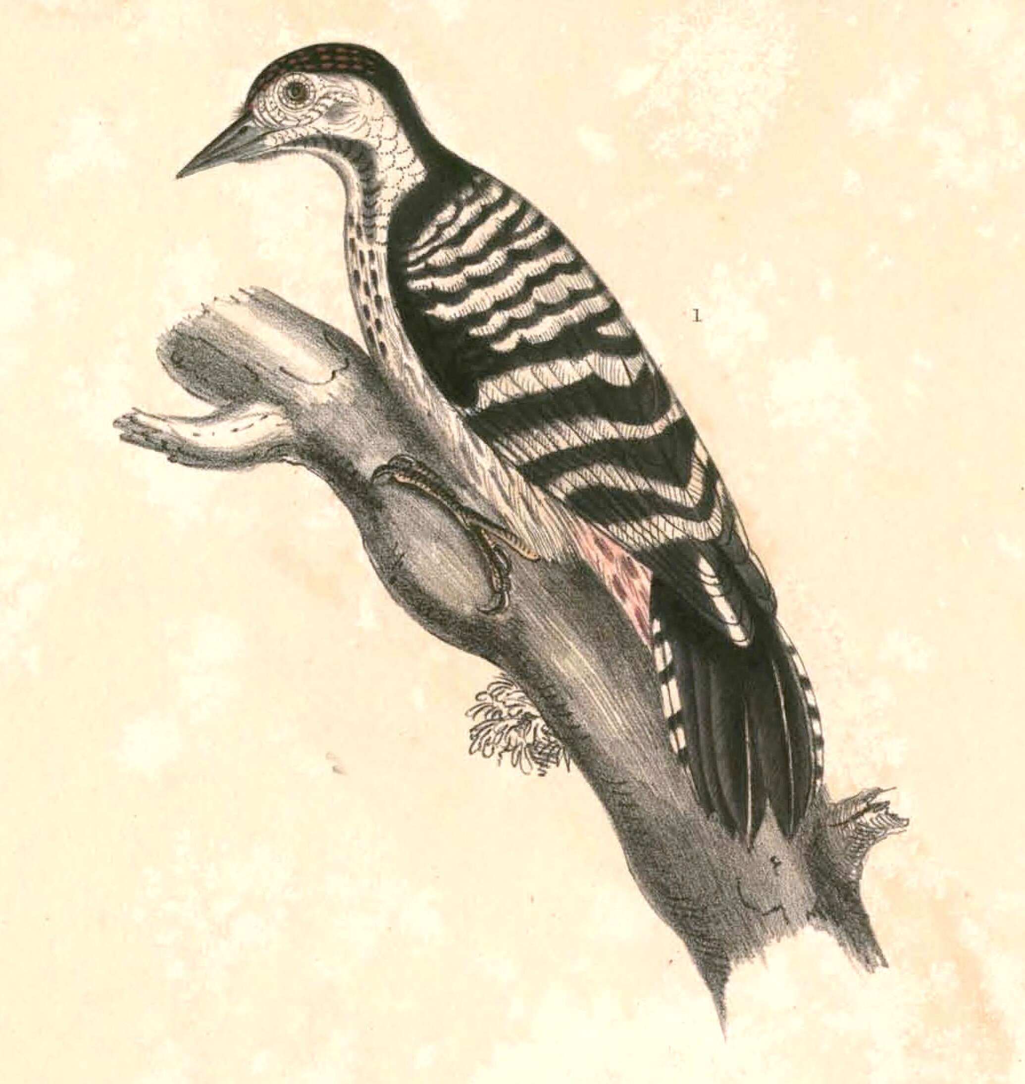 Image of Dendrocopos Koch 1816