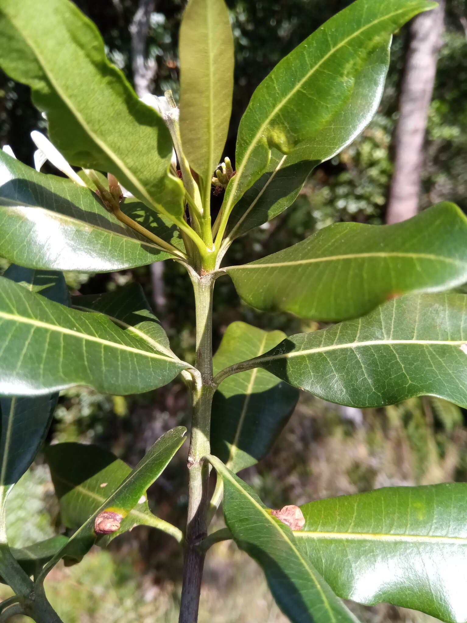 Imagem de Craspidospermum verticillatum Bojer ex Decne.