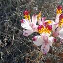 Image of Alstroemeria pulchra subsp. pulchra