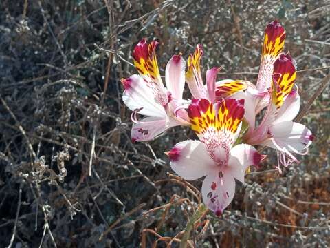 Image de Alstroemeria pulchra subsp. pulchra