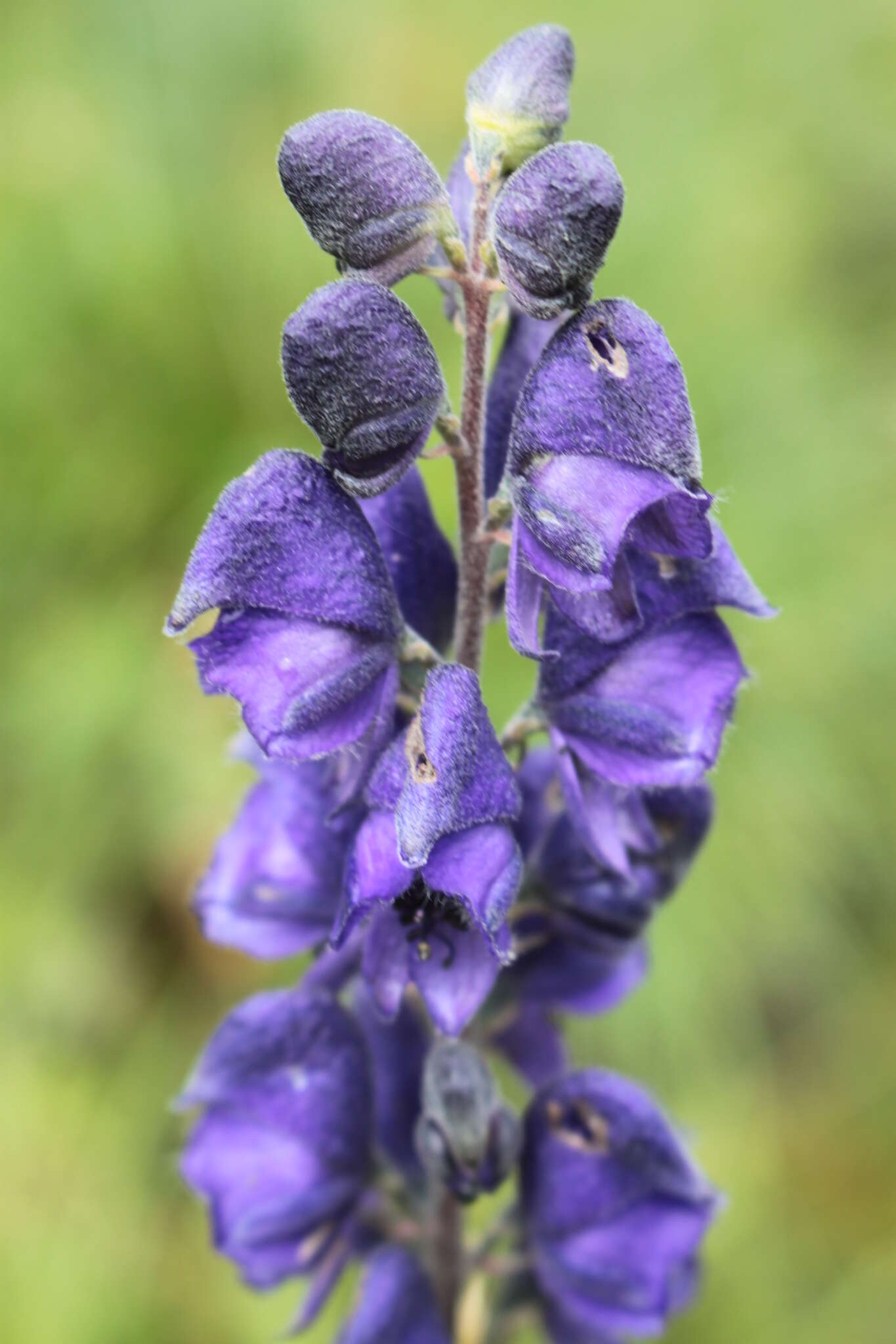 Слика од Aconitum napellus L.