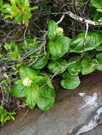 Image of Valeriana lapathifolia Vahl