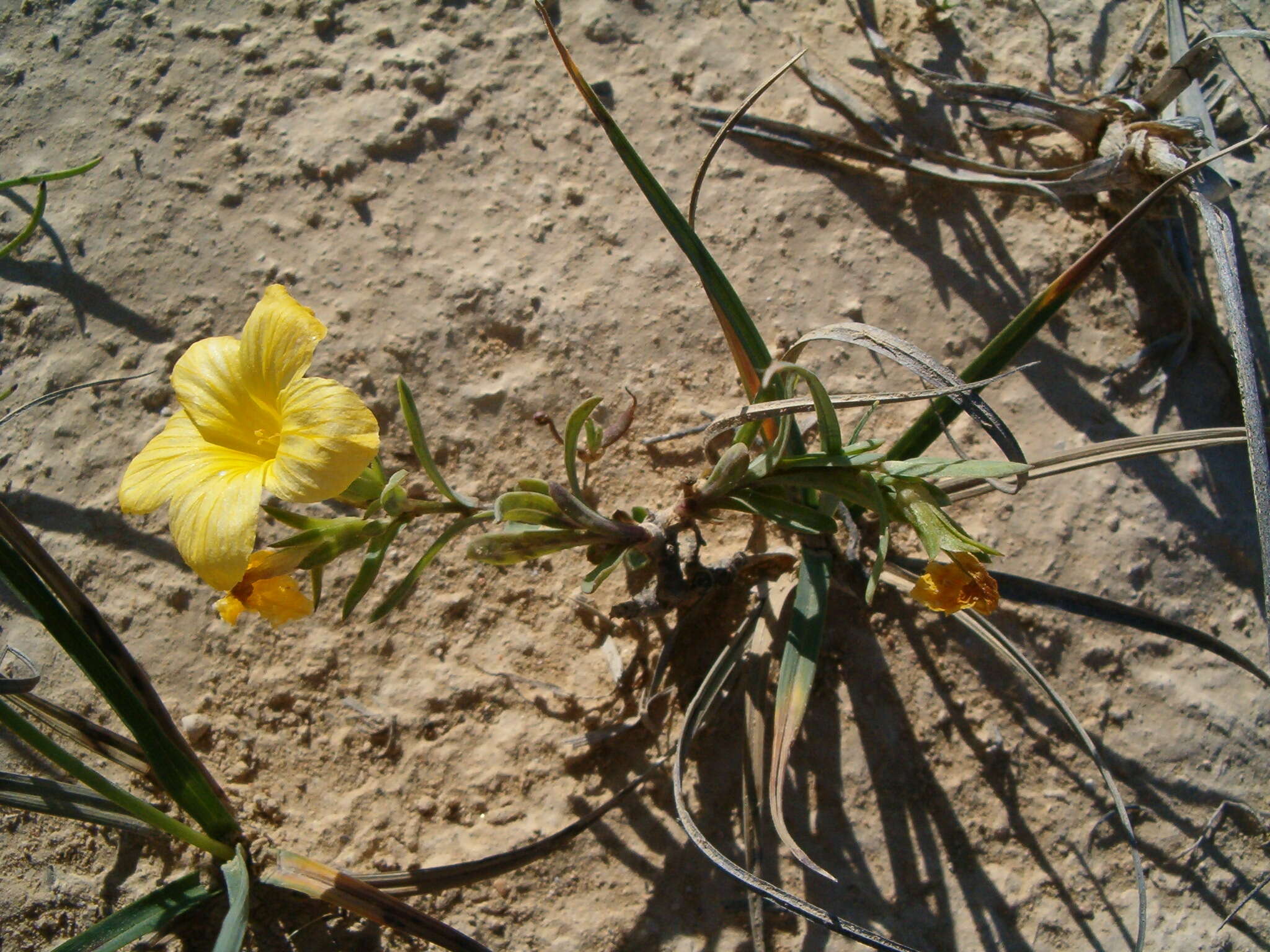 Imagem de Linum campanulatum L.