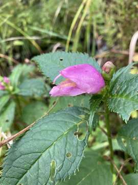 Image of red turtlehead