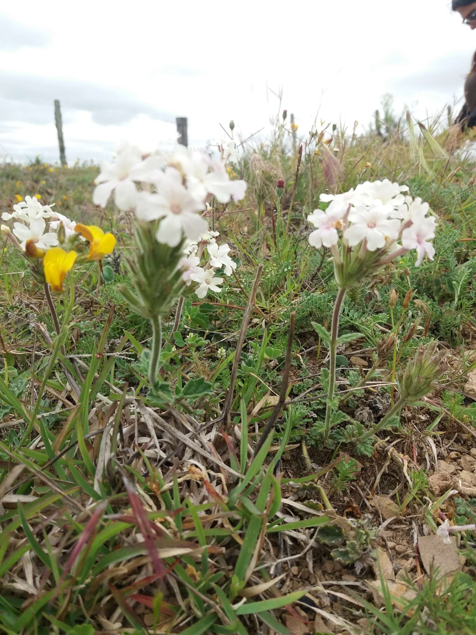 Слика од Glandularia platensis (Spreng.) Schnack & Covas