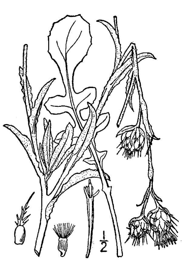 Imagem de Centaurea melitensis L.