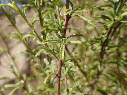 Image of Jamesbrittenia macrantha (Codd) O. M. Hilliard