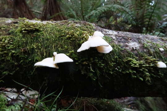 Image of Gloeoporus phlebophorus (Berk.) G. Cunn. 1965