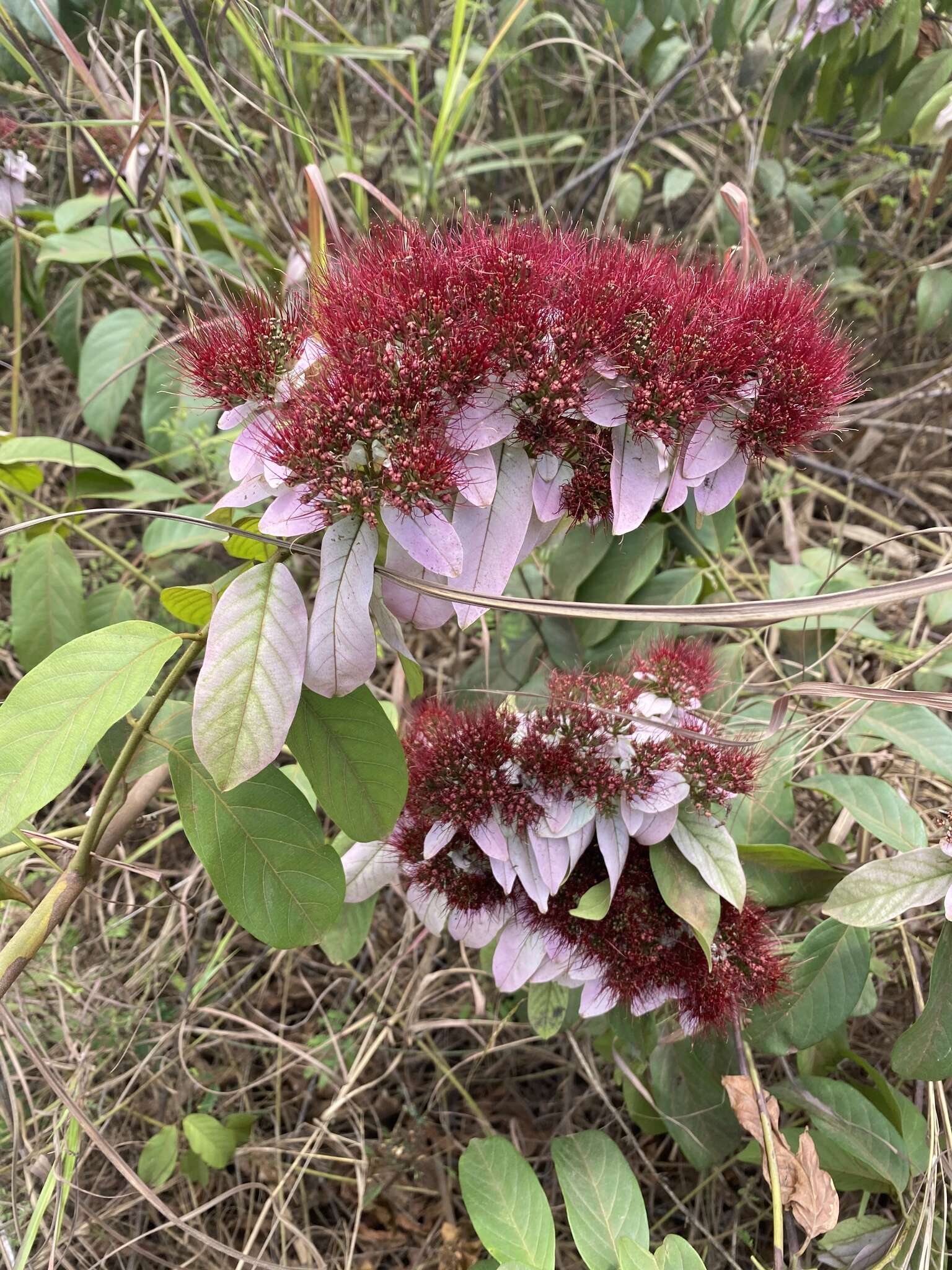 Image de Combretum racemosum Beauv.