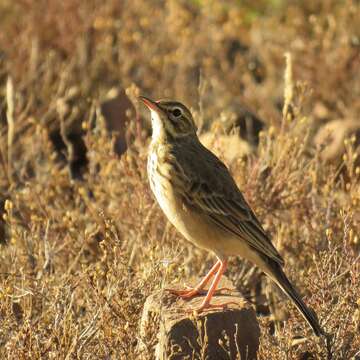 Image of Anthus nicholsoni primarius Clancey 1990