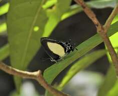 Слика од Hypolycaena danis (Felder & Felder 1865)