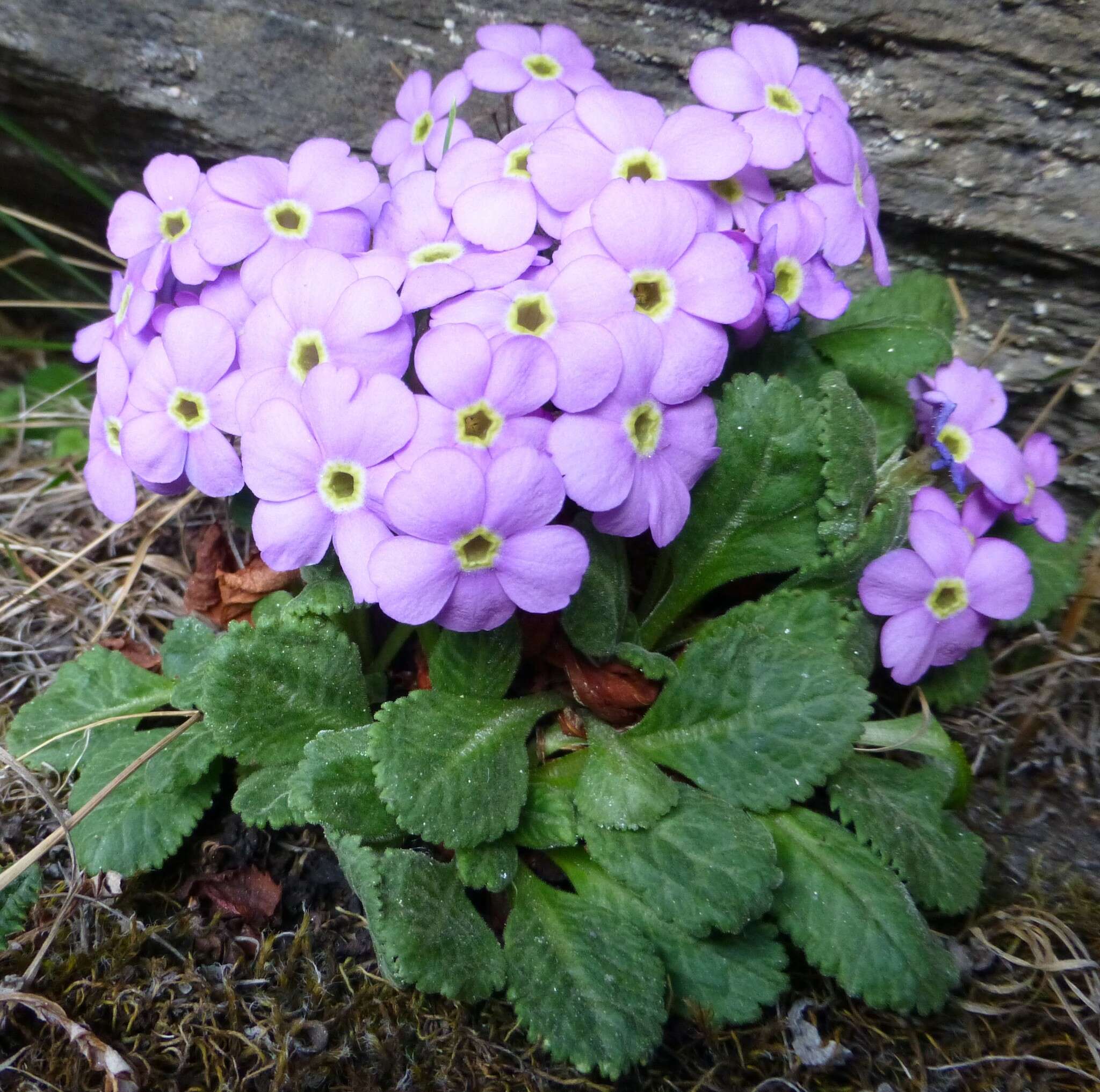 Primula caveana W. W. Sm. resmi