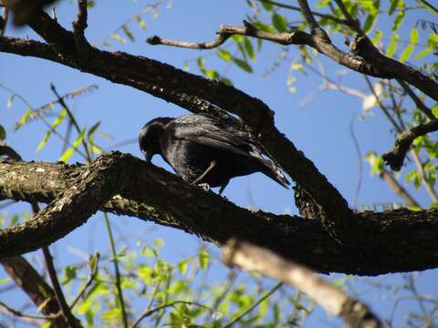 Image of Screaming Cowbird