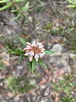 Image of Grevillea phylicoides R. Br.