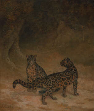 Image of Sumatra clouded leopard