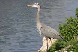 Image of Great Blue Heron