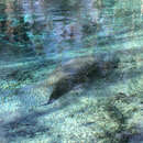 Image of Florida manatee