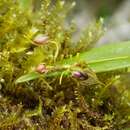 صورة Lepanthes cornejoi Luer