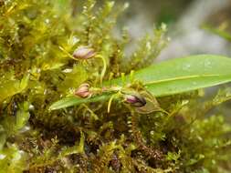 Imagem de Lepanthes cornejoi Luer