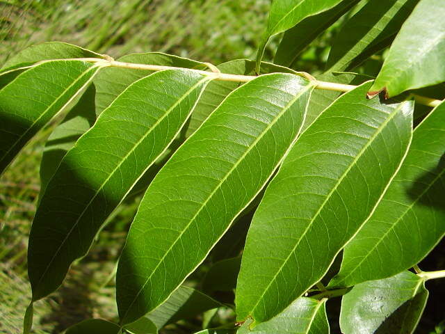 Image of wax tree