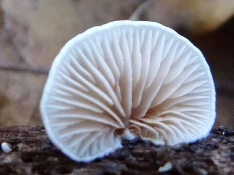 Image of Evasive agaric