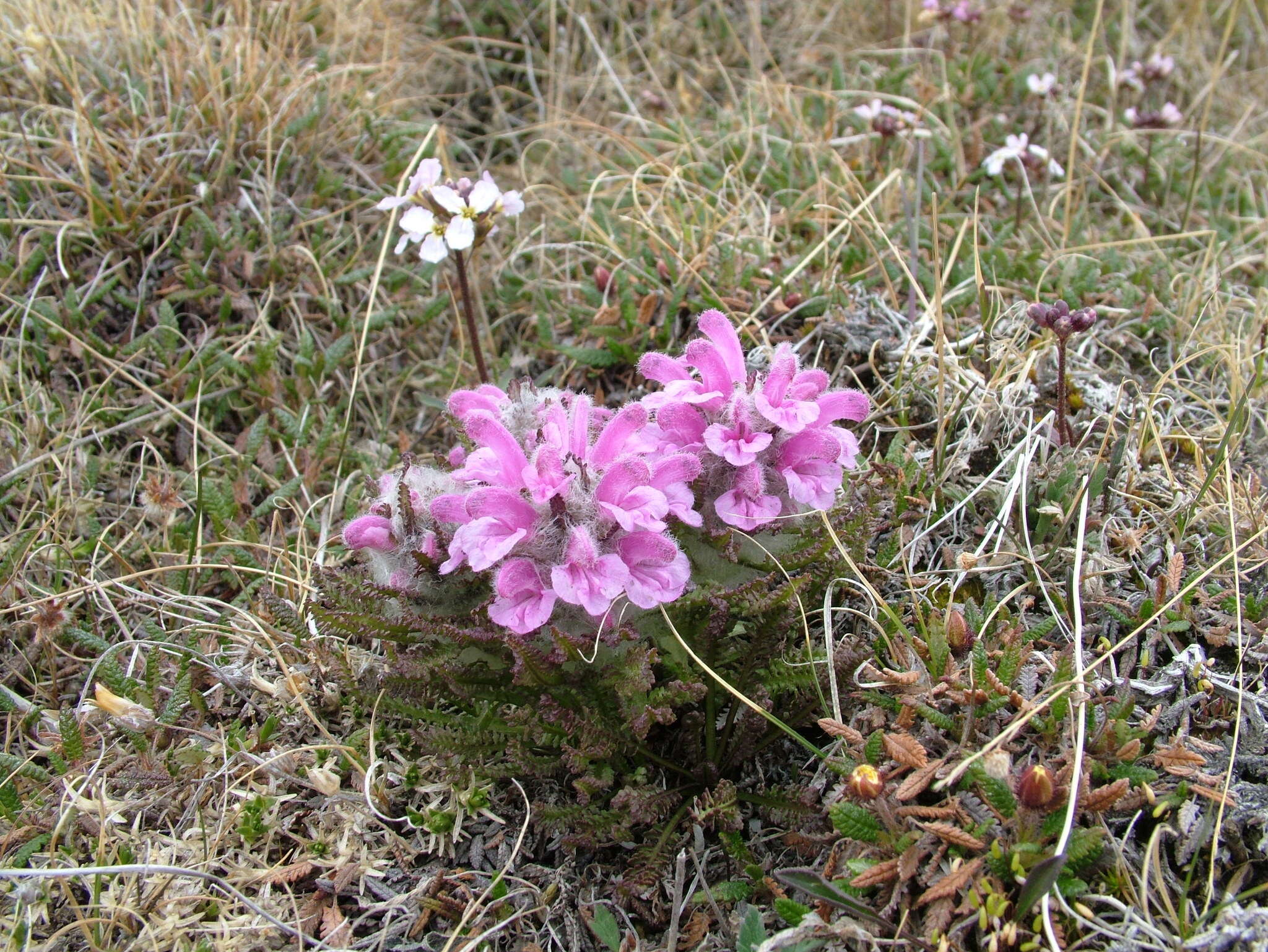 Image of Pedicularis dasyantha Hadac