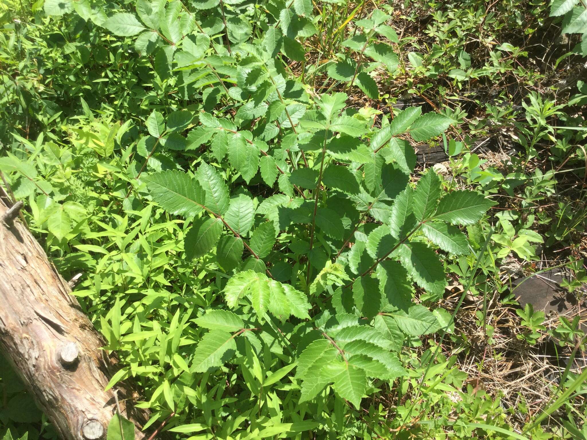 Image of Michaux's sumac