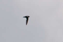 Image of White-collared Swift