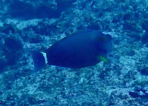 Image of Finelined Surgeonfish