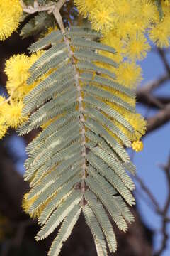 صورة Acacia dealbata subsp. subalpina Tindale & Kodela