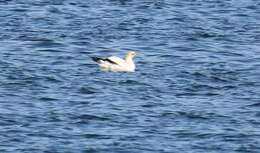 Image of Australasian Gannet