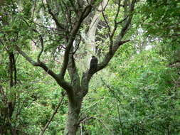 Image of Red-chested Cuckoo