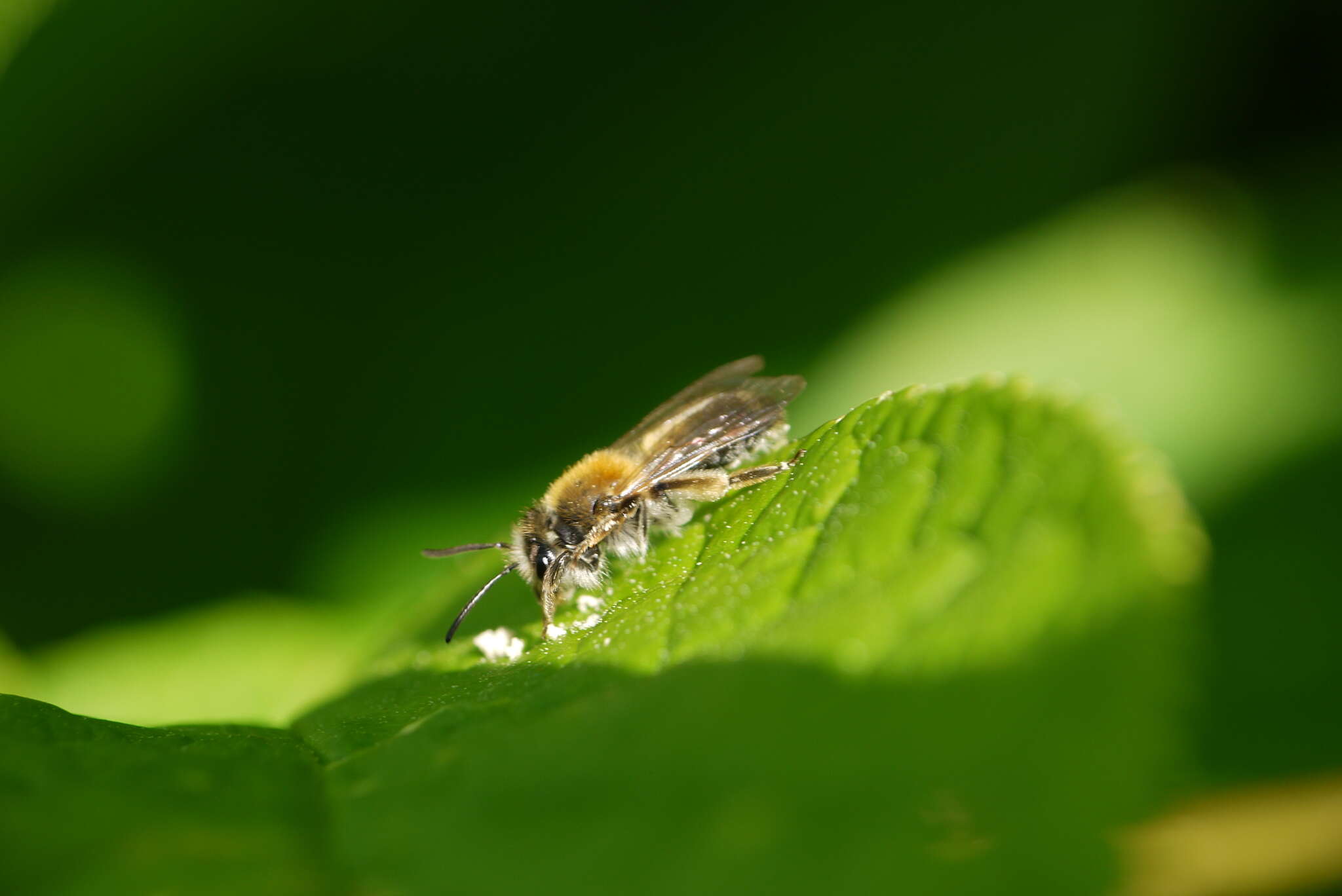 Image of Andrena helvola (Linnaeus 1758)