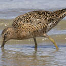 صورة Limnodromus griseus caurinus Pitelka 1950